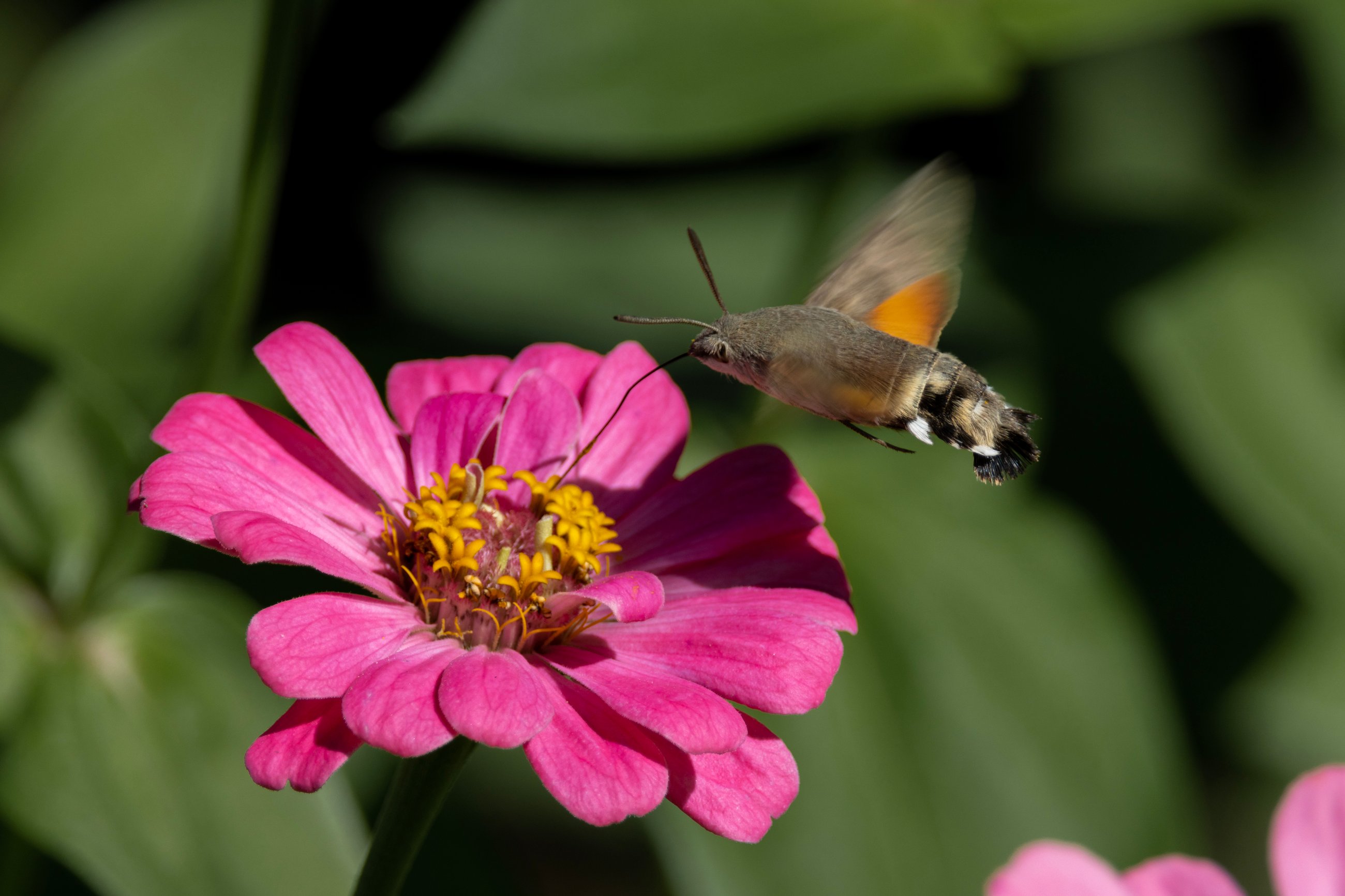 Hummingbird hawk-moth